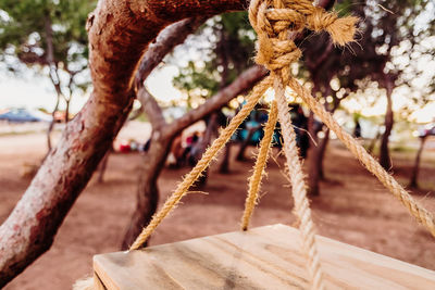 Close-up of rope tied to tree trunk