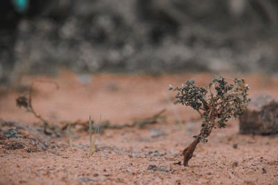 Close-up of dry plant on field
