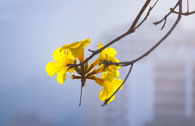Close-up of yellow flowering plant against sky