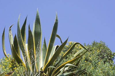 Close-up of fresh cactus against clear sky