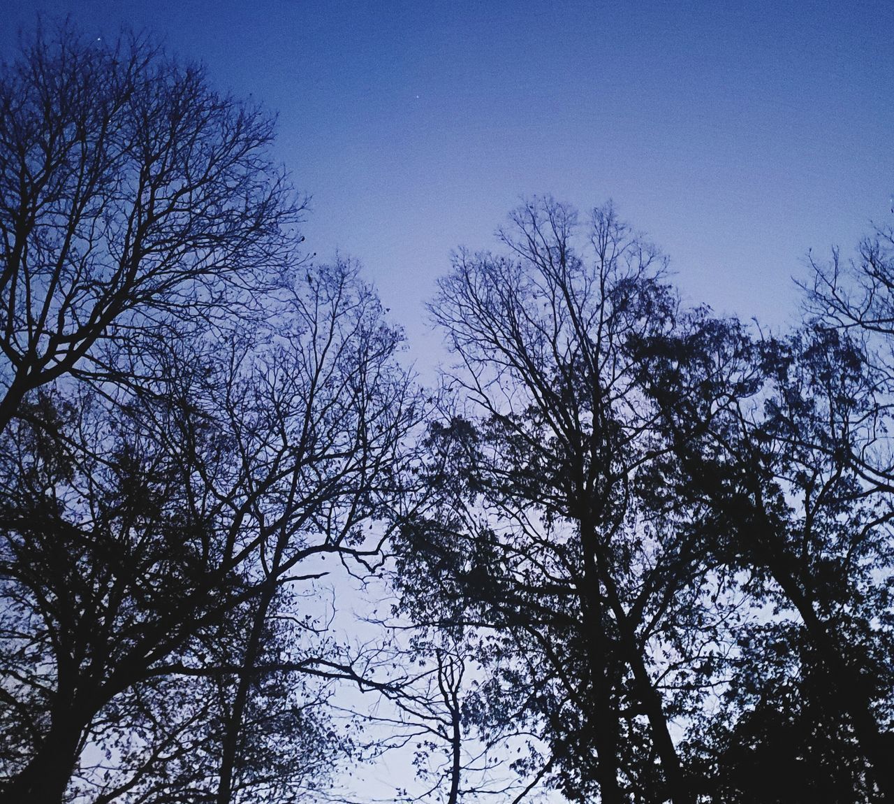 LOW ANGLE VIEW OF SILHOUETTE BARE TREES AGAINST BLUE SKY