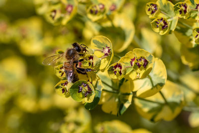 Close-up of bee pollinating on flower