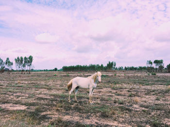 Human eyes to horse view.