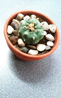 High angle view of potted plants in bowl