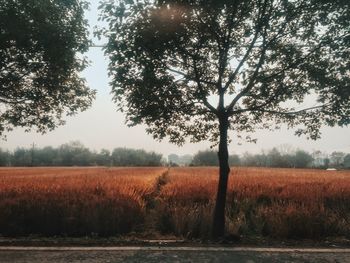 Scenic view of field against sky at sunset