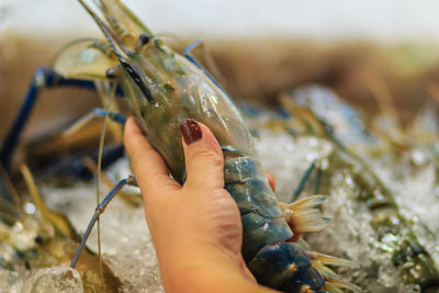 Close-up of hand holding fish