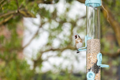 Close-up of bird perching on feeder