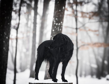 View of a horse on snow covered land