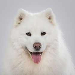 Studio portrait of a beautiful samoyed dog against neutral background