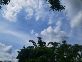 Low angle view of coconut palm tree against sky