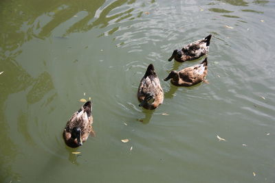 High angle view of ducks swimming in lake