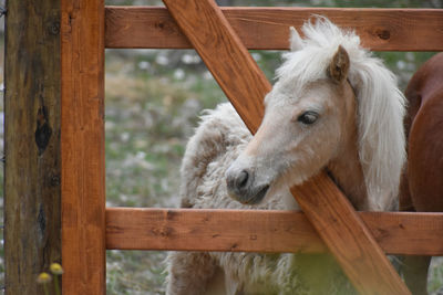 Close-up of horse in stable