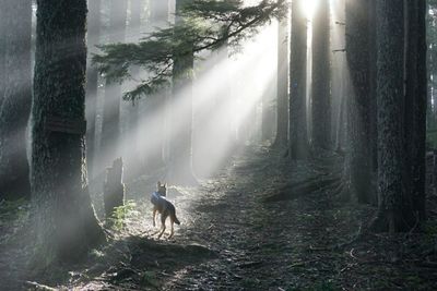 German shepherd amidst trees in forest at marys peak