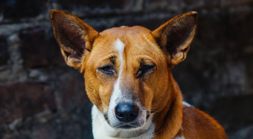 Close-up portrait of dog