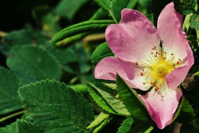 Close-up of pink flower blooming outdoors