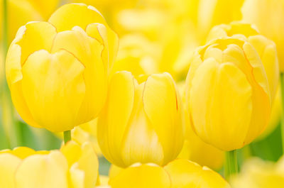 Close-up of yellow tulips