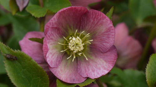 Close-up of pink flowers