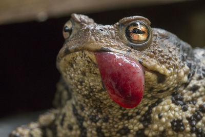 Close-up of lizard