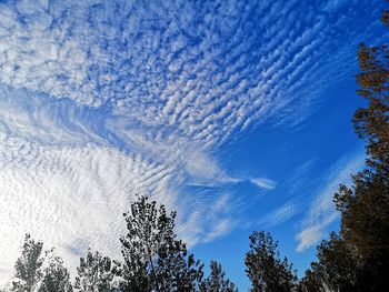 Low angle view of trees against blue sky