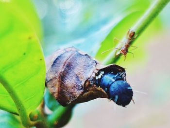 Close-up of insect on leaf