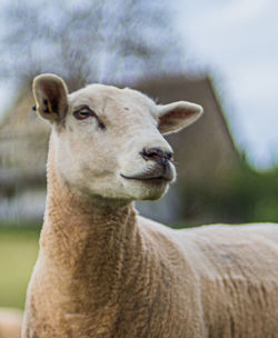 Close-up of an animal