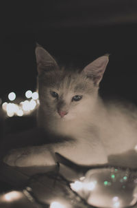 Close-up portrait of cat