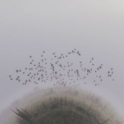 Flock of birds flying against sky