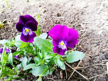 Close-up of purple crocus blooming on field