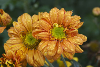 Close-up of wilted flower