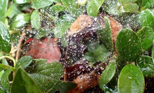 Close-up of wet plants