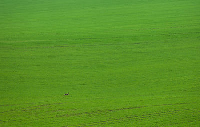 High angle view of bird on grassy field