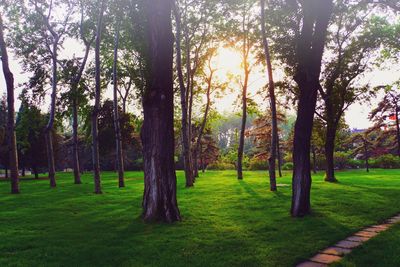 Trees on grassy field