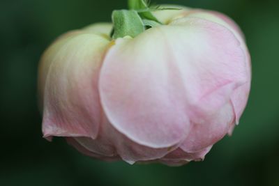Close-up of pink rose flower
