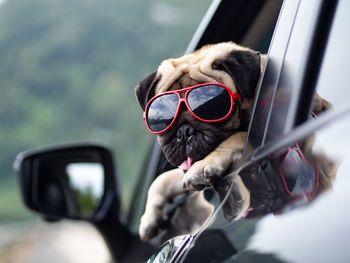 Dog wearing sunglasses