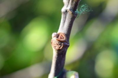 Close-up of lizard on tree