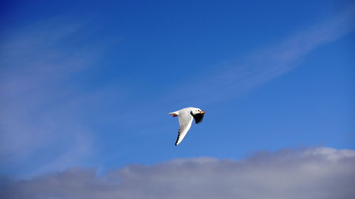 Low angle view of bird flying against blue sky