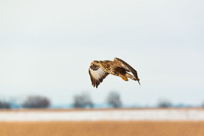 Bird flying over the sky