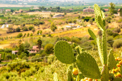 Close-up of cactus growing on field