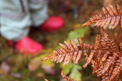 Close-up of a lizard on a plant