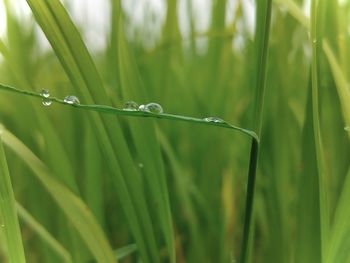 grass