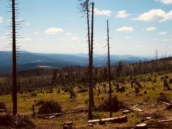 Scenic view of trees growing on field against sky
