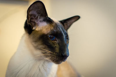 Close-up of siamese cat against wall