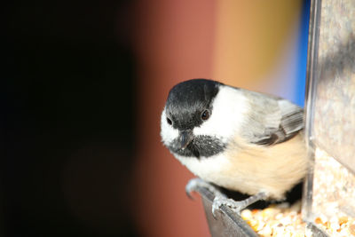 Close-up portrait of chickadee on feeder