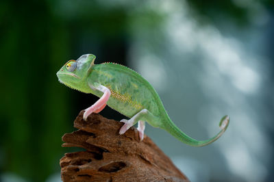 Close-up of lizard