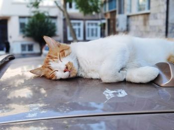 Cat sleeping in a car