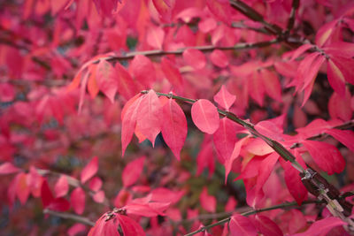 Close-up of red cherry blossom