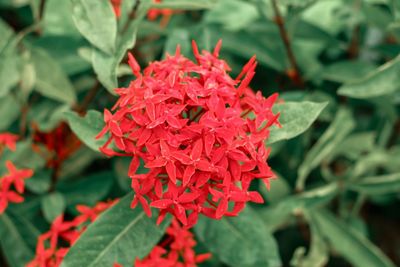 Close-up of red rose flower