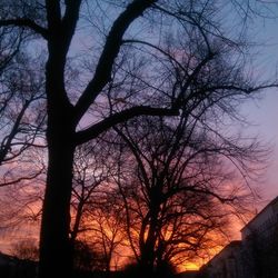 Low angle view of bare trees against sky at sunset
