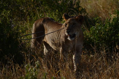 Lion standing in a kenya papark 