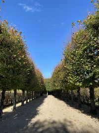 Footpath amidst trees against clear blue sky